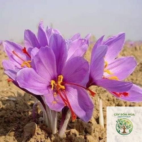 cây saffron Iran - Image 5