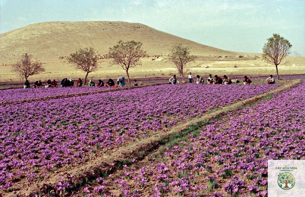 cây saffron Iran - Image 1