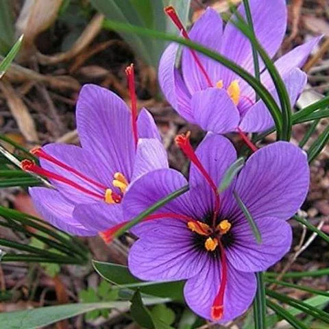 cây saffron Kashmir