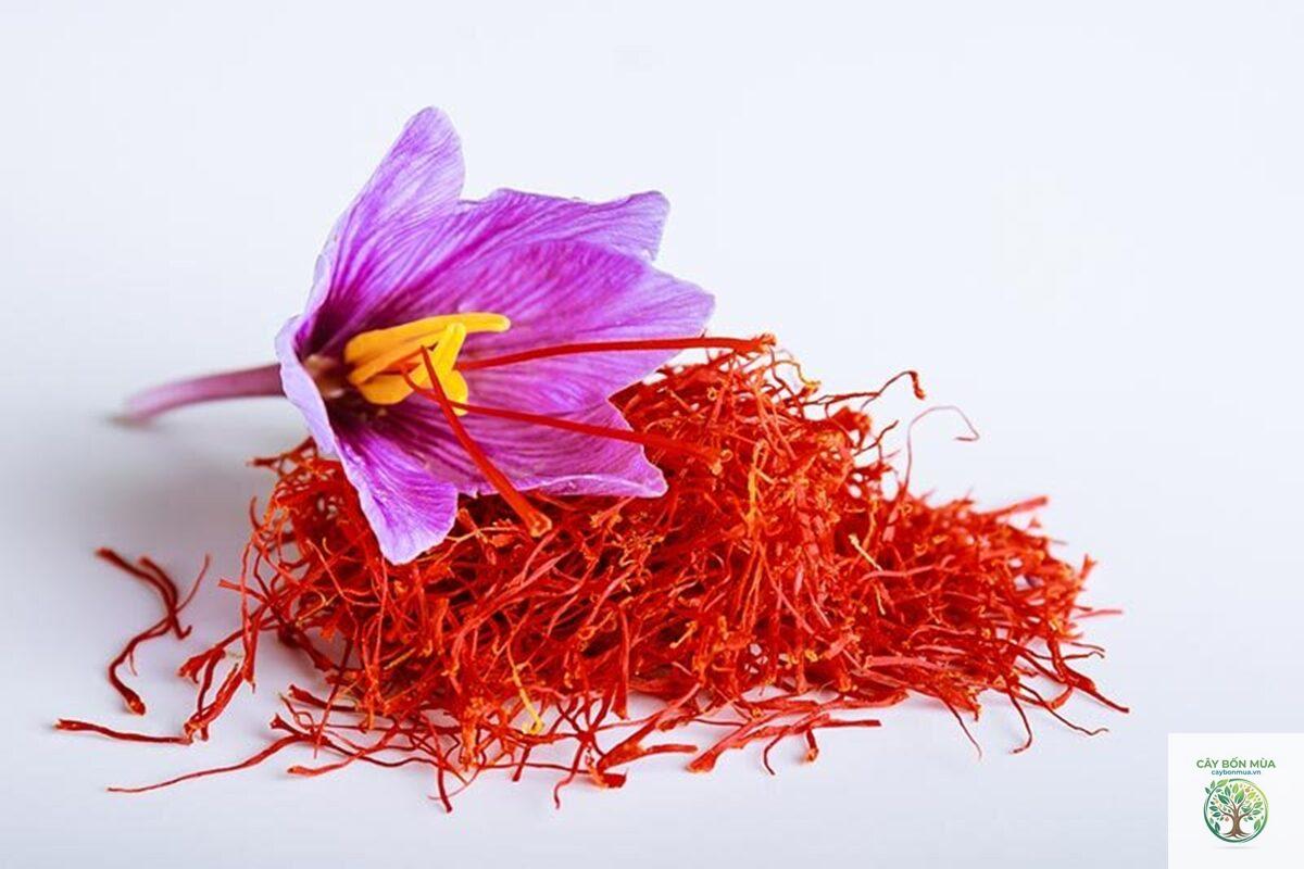 cây saffron Tây Ban Nha - Image 2