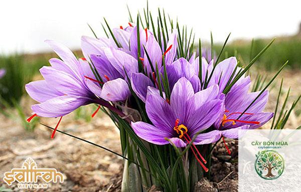 cây saffron Tây Ban Nha - Image 5