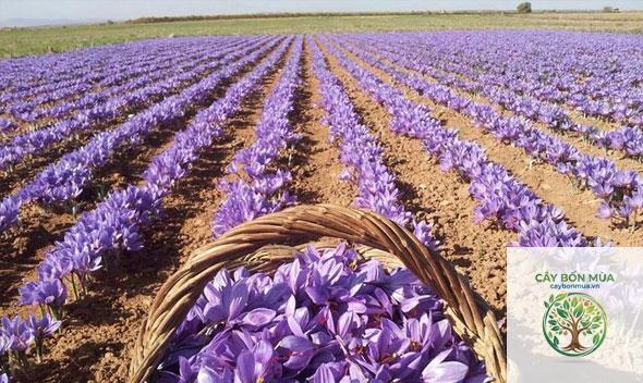 cây saffron Tây Ban Nha
