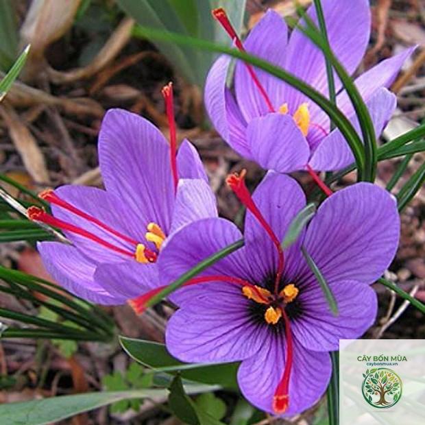 cây saffron