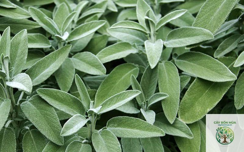 cây sage