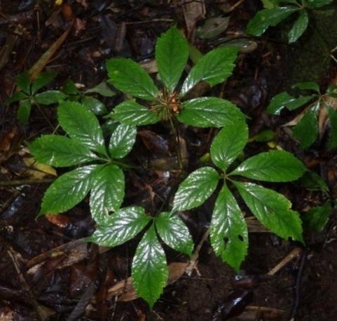 cây sâm Lang Biang - Image 1