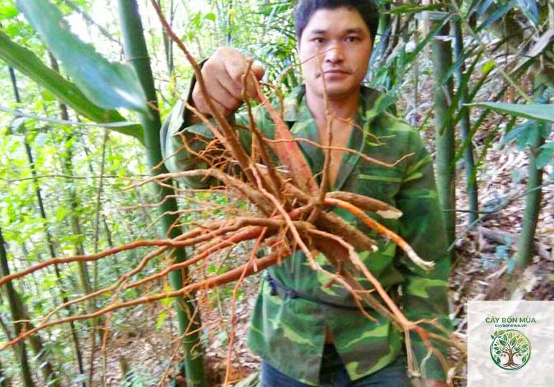 cây sâm cau đỏ - Image 3