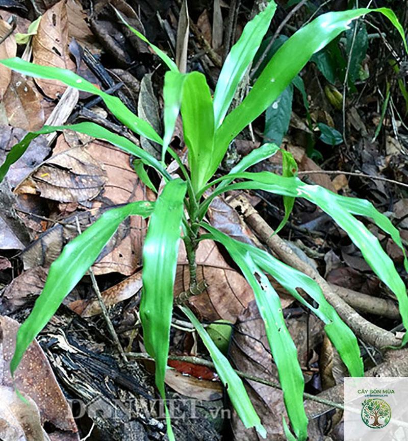 cây sâm cau đỏ - Image 4
