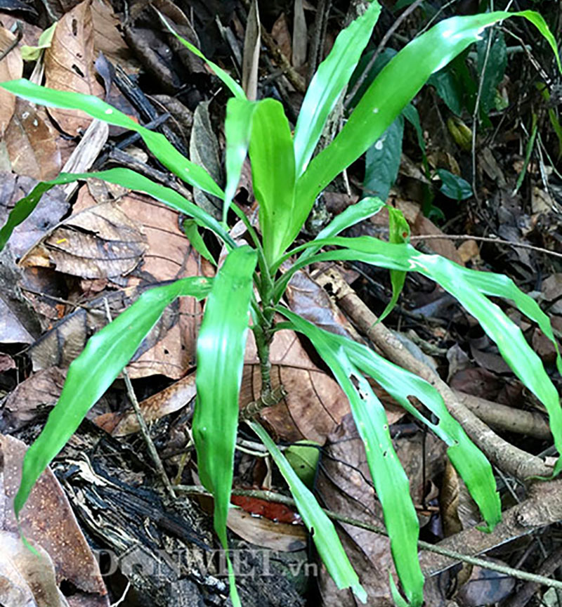 cây sâm cau đỏ - Image 5