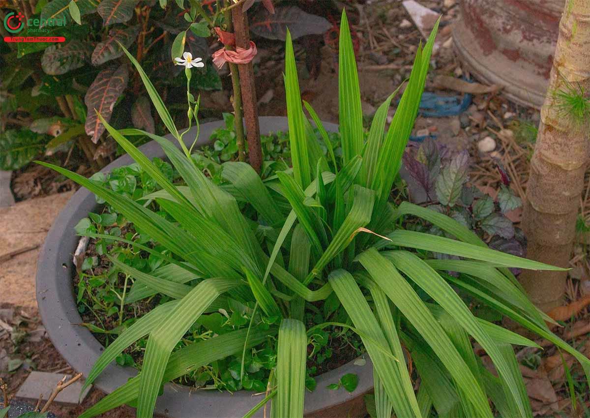 cây sâm đại hành - Image 2