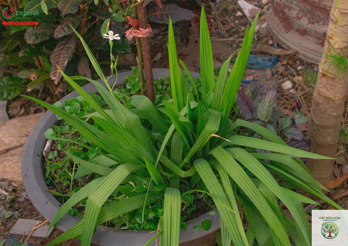cây sâm đại hành - Image 3