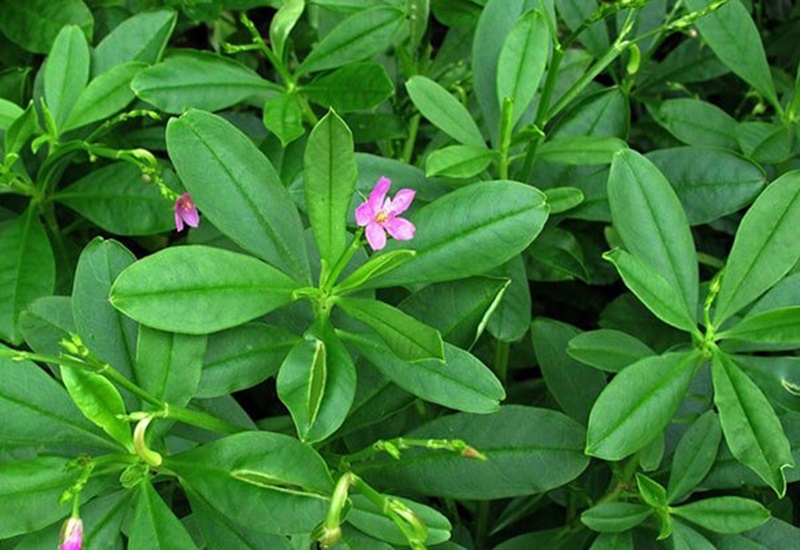 cây sâm đất