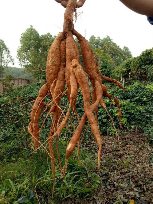 cây sâm nam - Image 4