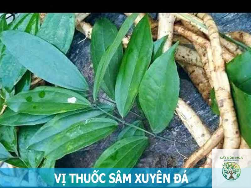 cây sâm xuyên đá - Image 5