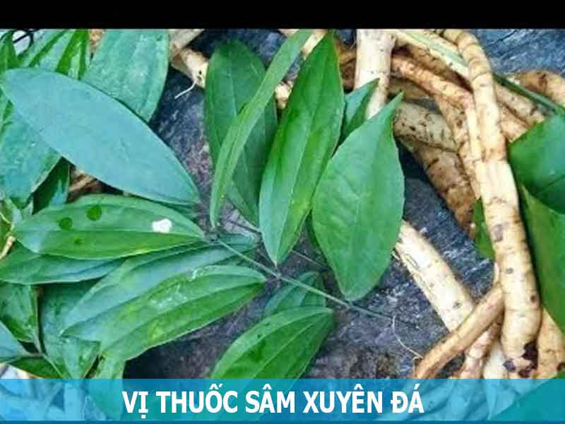 cây sâm xuyên đá - Image 5