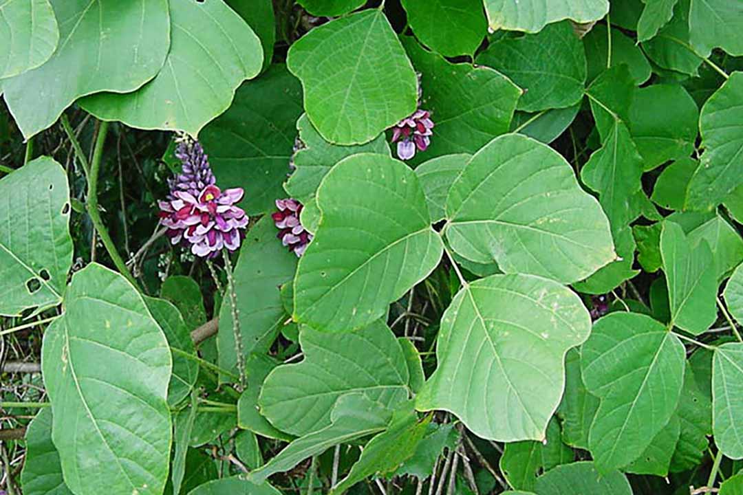 cây sắn dây - Image 4