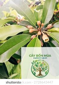 cây sapodilla - Image 1