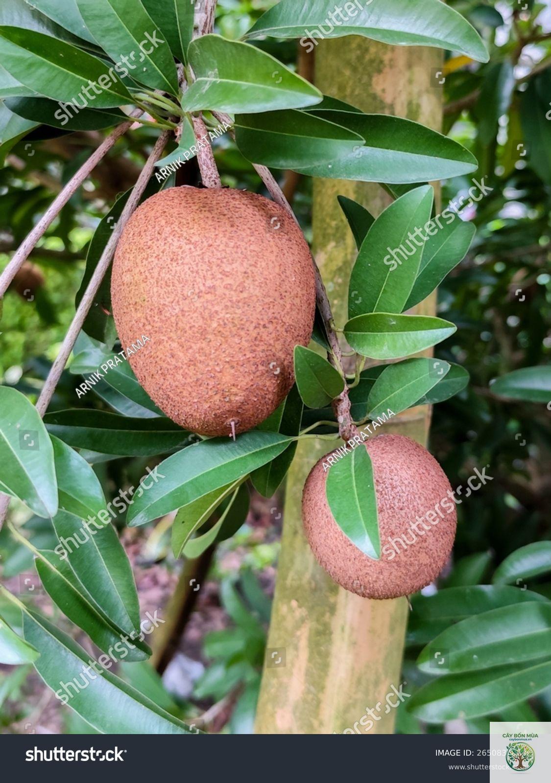 cây sapodilla - Image 2