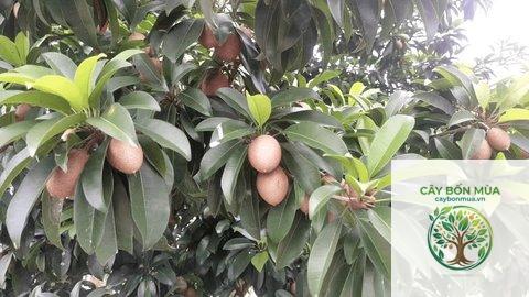 cây sapodilla - Image 3