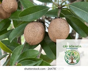 cây sapodilla - Image 4