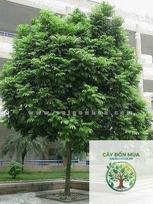 cây sấu - Image 4