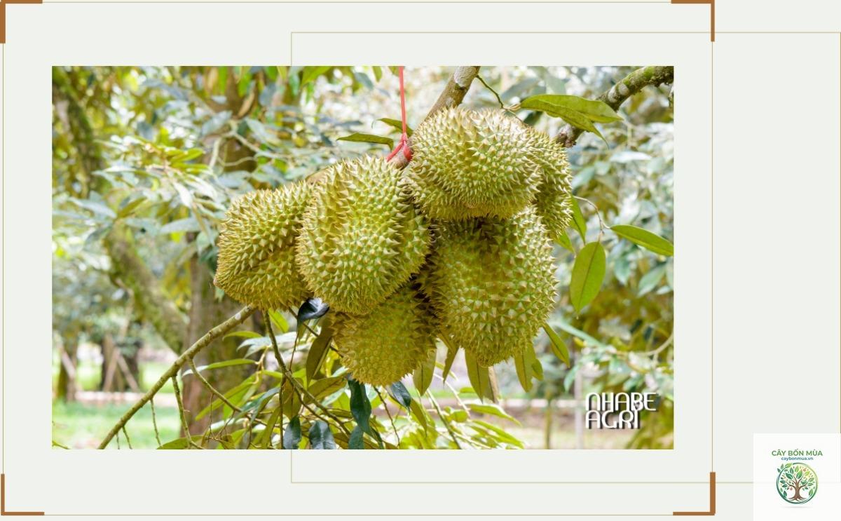 cây sầu riêng - Image 3
