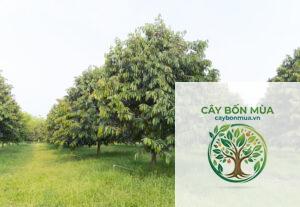 cây sầu riêng