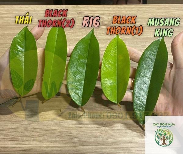 cây sầu riêng Black Thorn - Image 4
