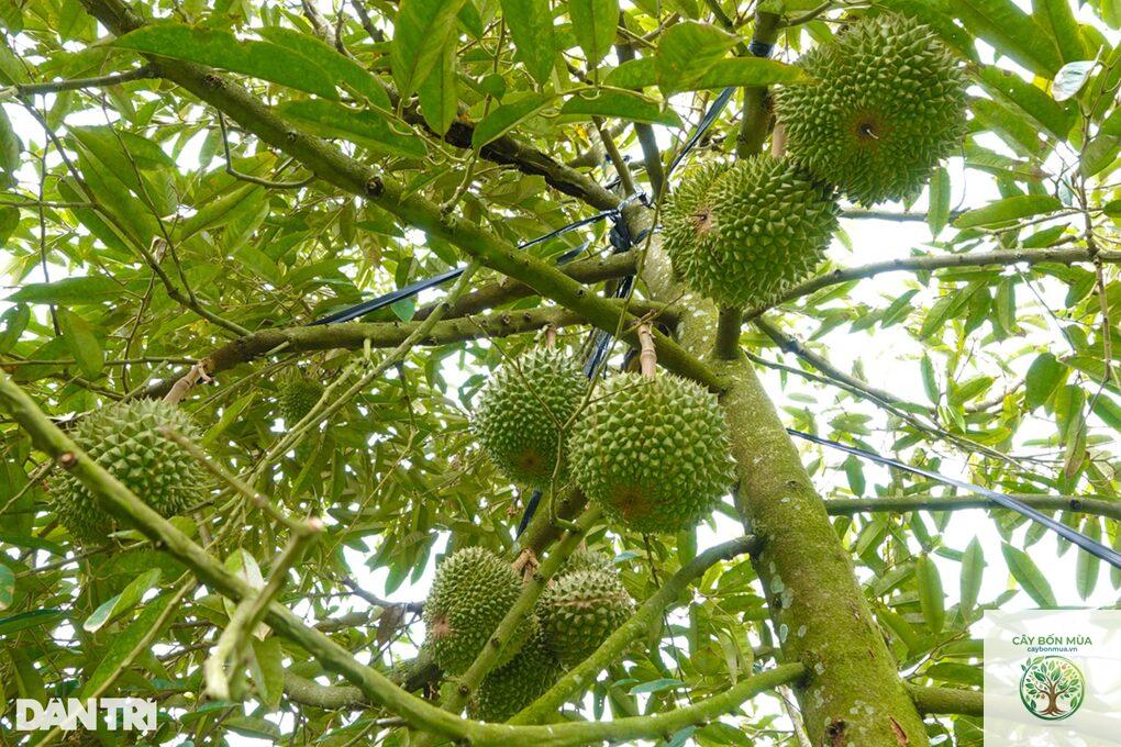 cây sầu riêng Black Thorn