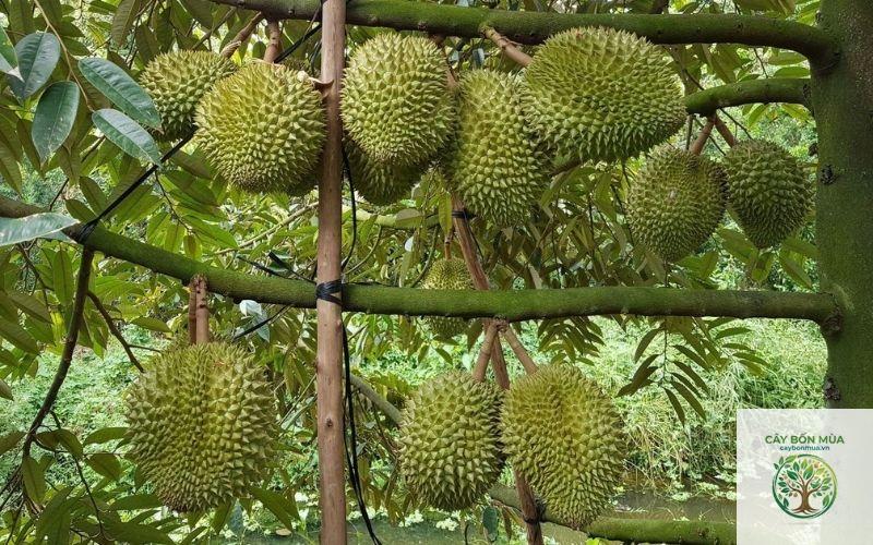 cây sầu riêng Cái Mơn - Image 2