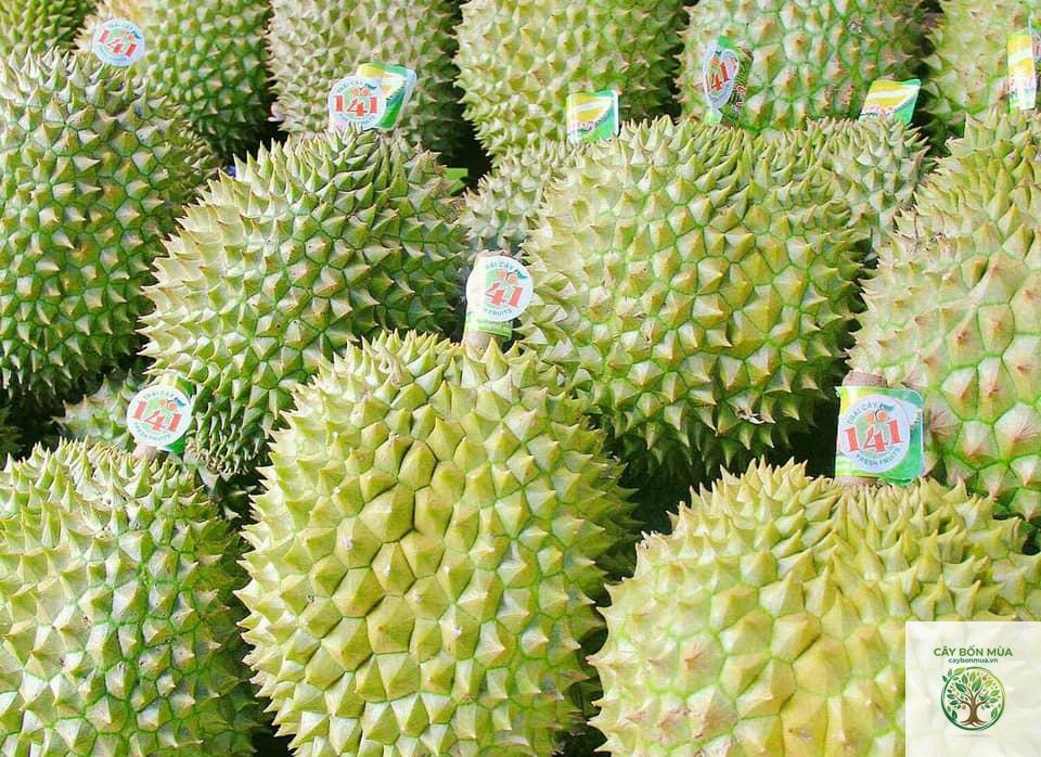 cây sầu riêng Cái Mơn - Image 3
