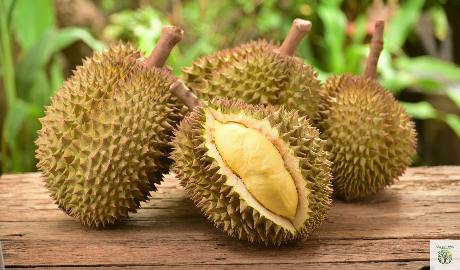 cây sầu riêng Cái Mơn - Image 4