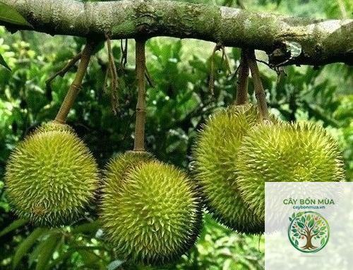 cây sầu riêng Cái Mơn