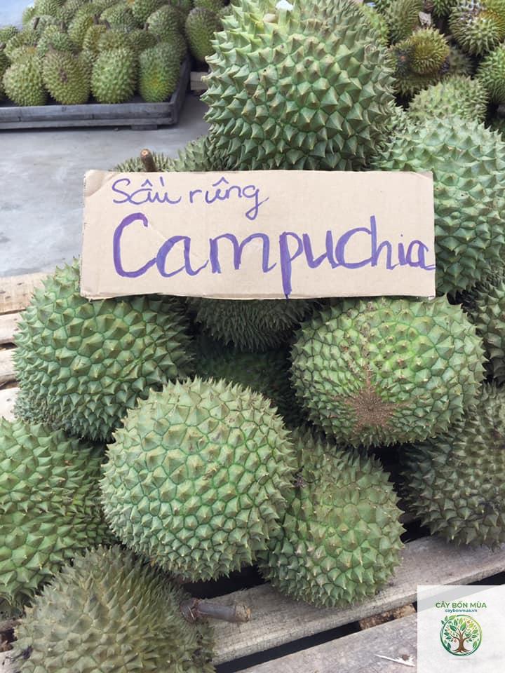 cây sầu riêng Campuchia - Image 5