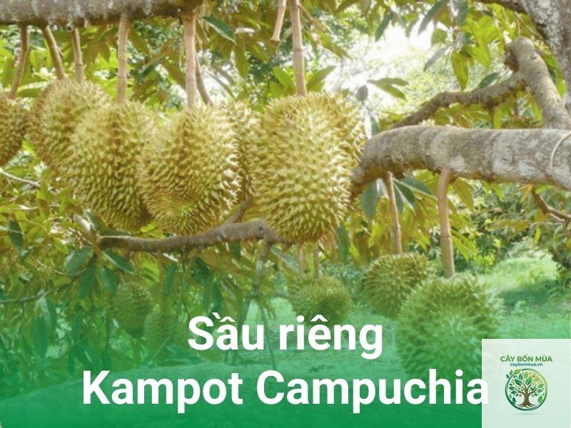 cây sầu riêng Campuchia