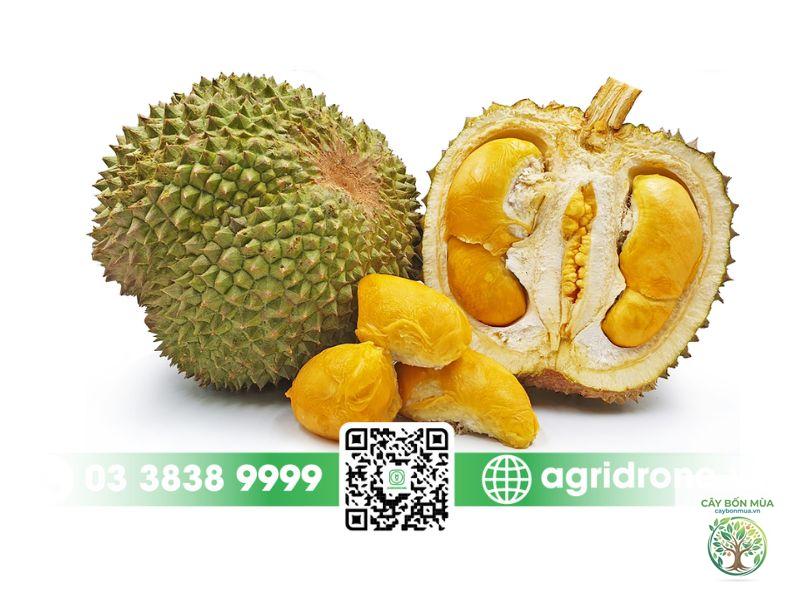 cây sầu riêng D24 - Image 2