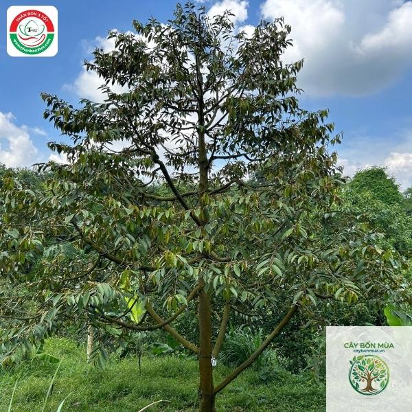 cây sầu riêng D88 - Image 3