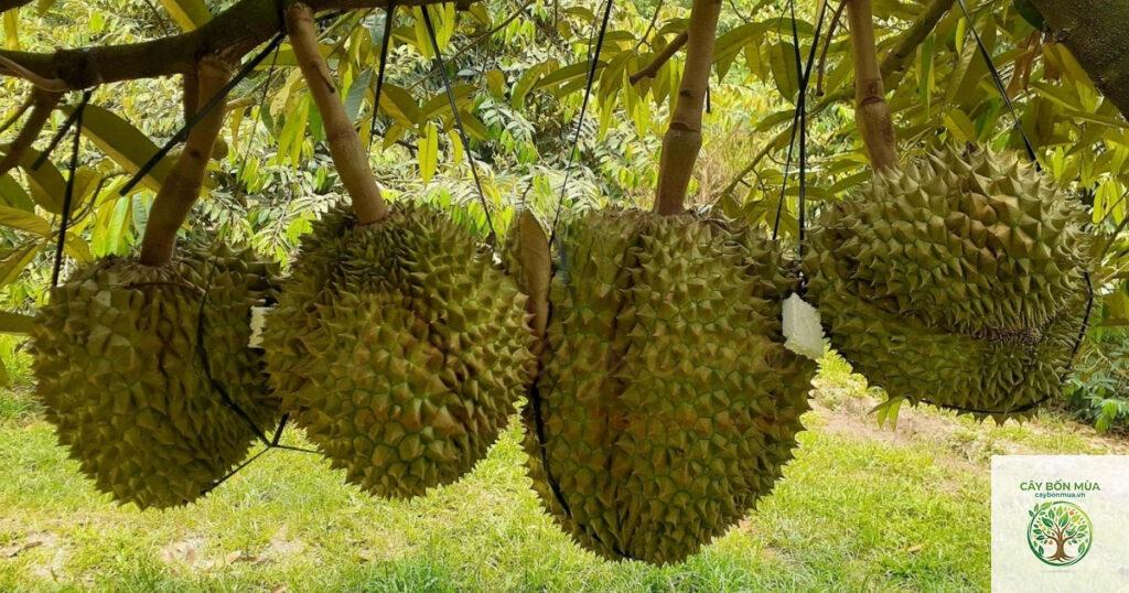 cây sầu riêng Dona