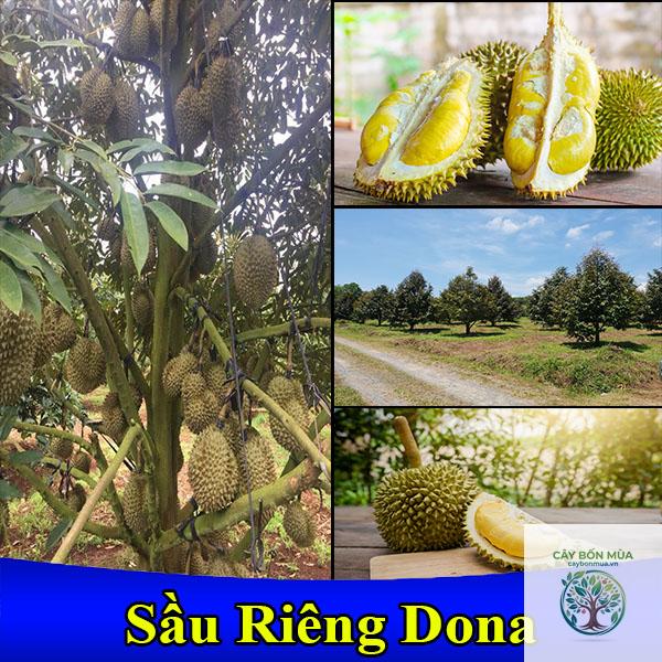 cây sầu riêng Dona - Image 3