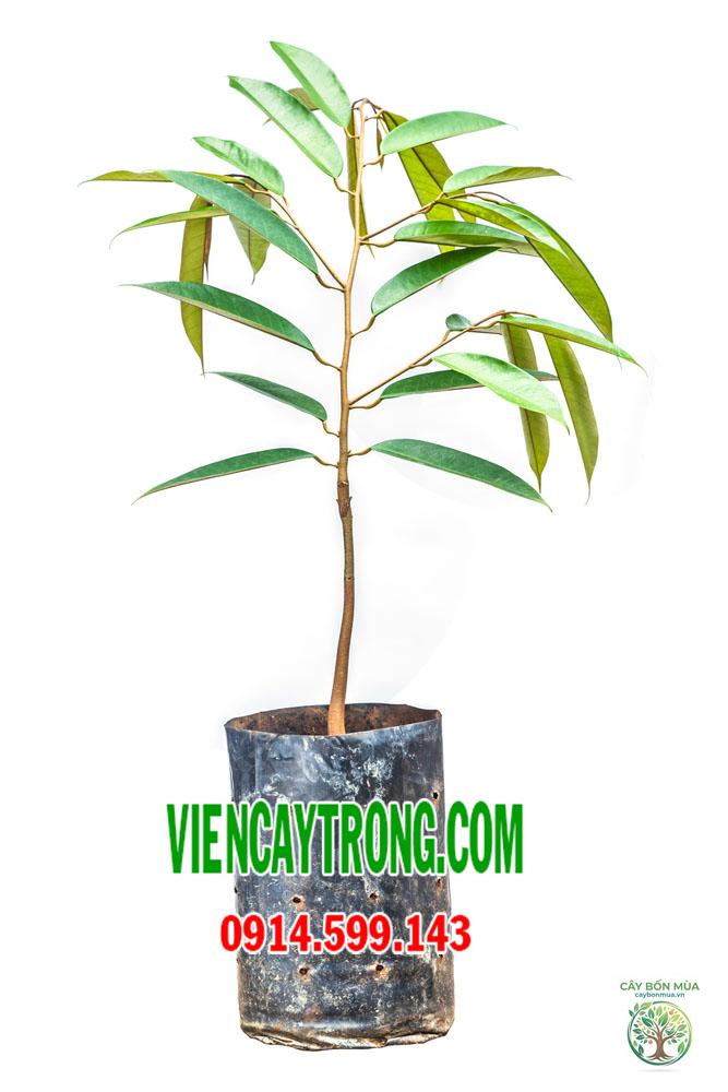 cây sầu riêng Dona - Image 4