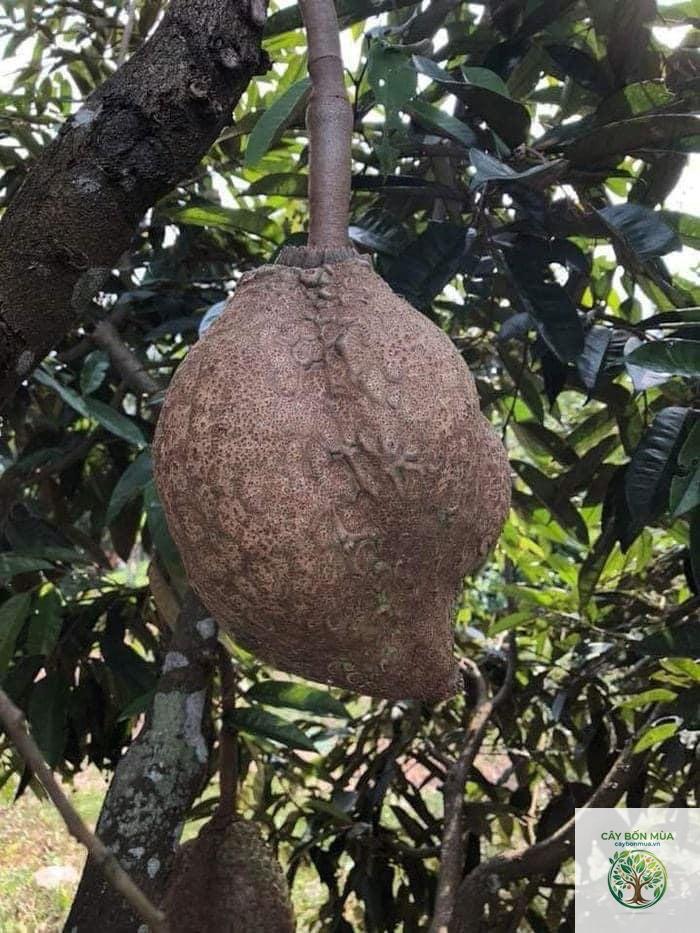 cây sầu riêng Indonesia - Image 2
