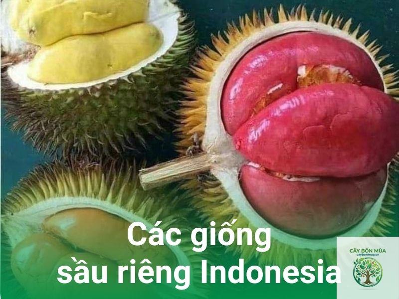 cây sầu riêng Indonesia - Image 3
