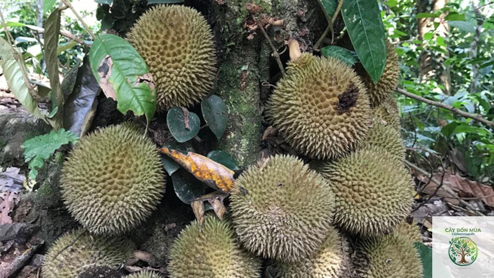 cây sầu riêng Indonesia