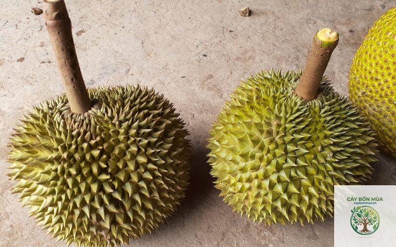 cây sầu riêng Kanyao - Image 3