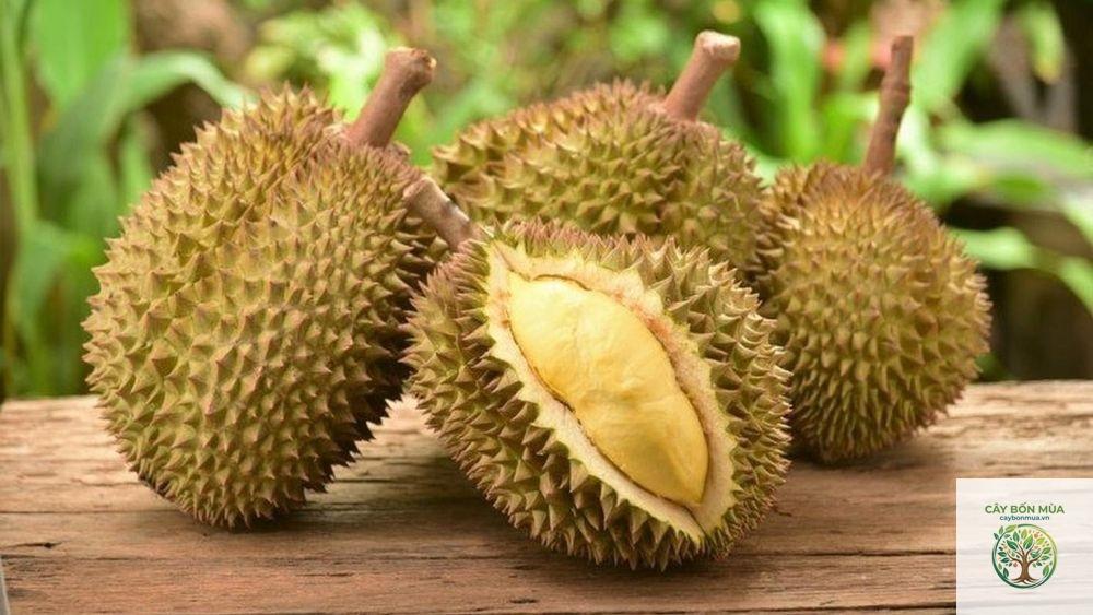 cây sầu riêng Kanyao
