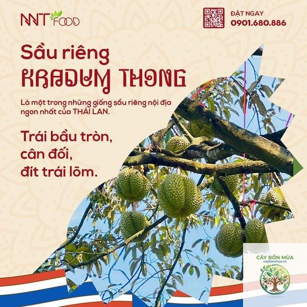 cây sầu riêng Kradum Thong - Image 1