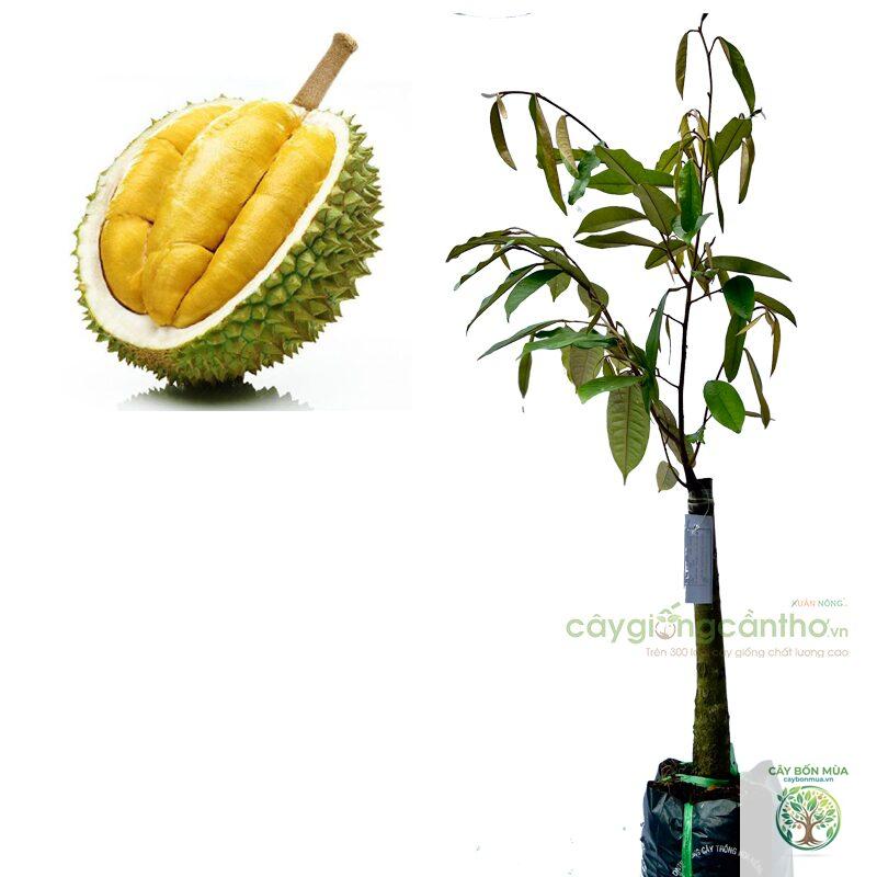cây sầu riêng Musang King - Image 2