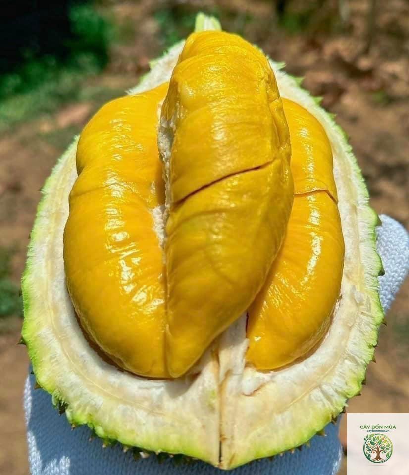 cây sầu riêng Musang King - Image 3