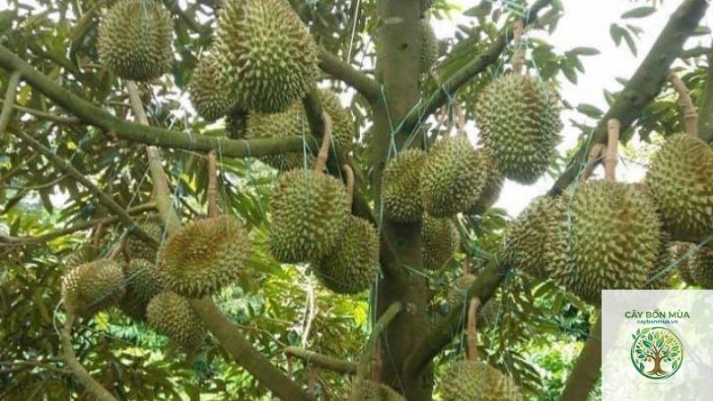 cây sầu riêng Musang King - Image 5