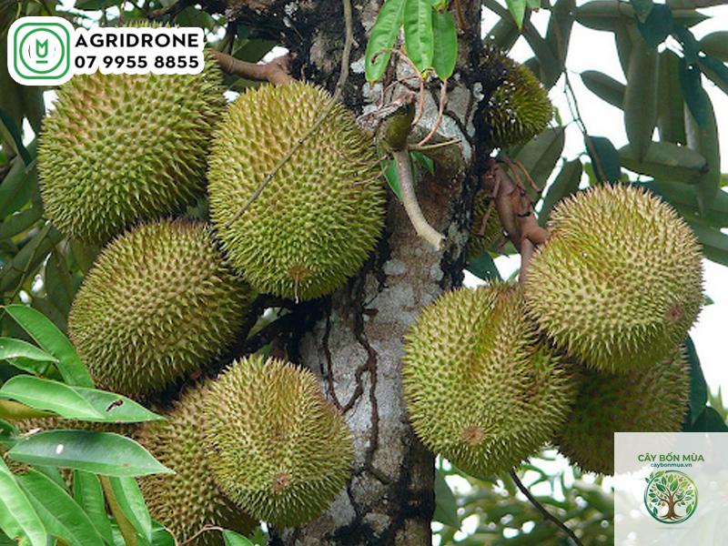 cây sầu riêng Musang King - Image 1