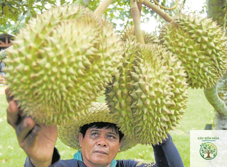cây sầu riêng Philippines